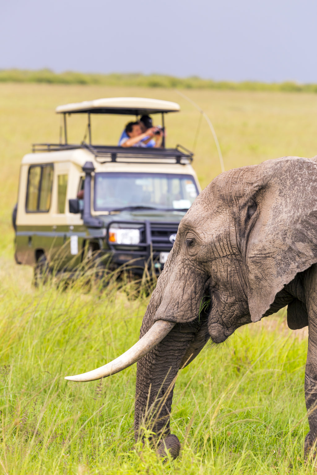 Éléphant proche d’un véhicule de safari avec des touristes photographiant