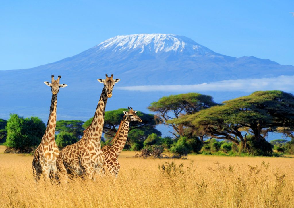 Girafes dans la savane avec le mont Kilimandjaro en arrière-plan