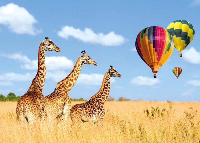 Montgolfière au-dessus des girafes en Tanzanie