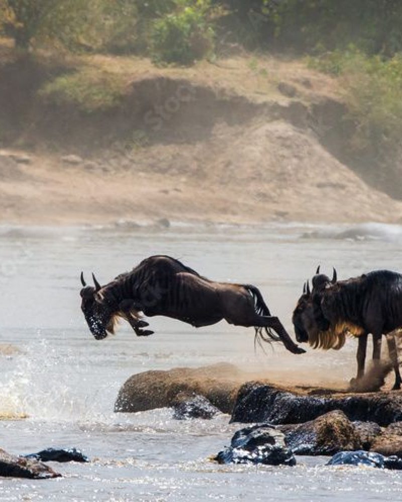 La région de Ndutu (1)
