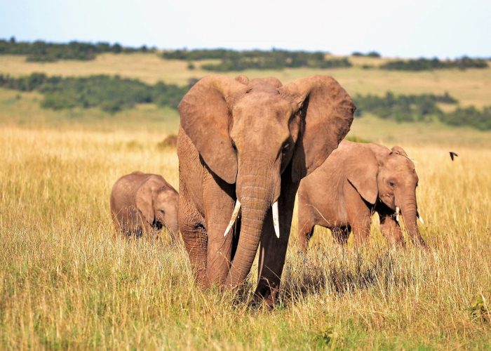 Groupe d’éléphants en safari dans le Serengeti