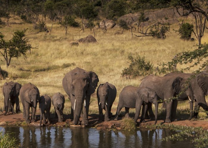 Elephant at Water Hole