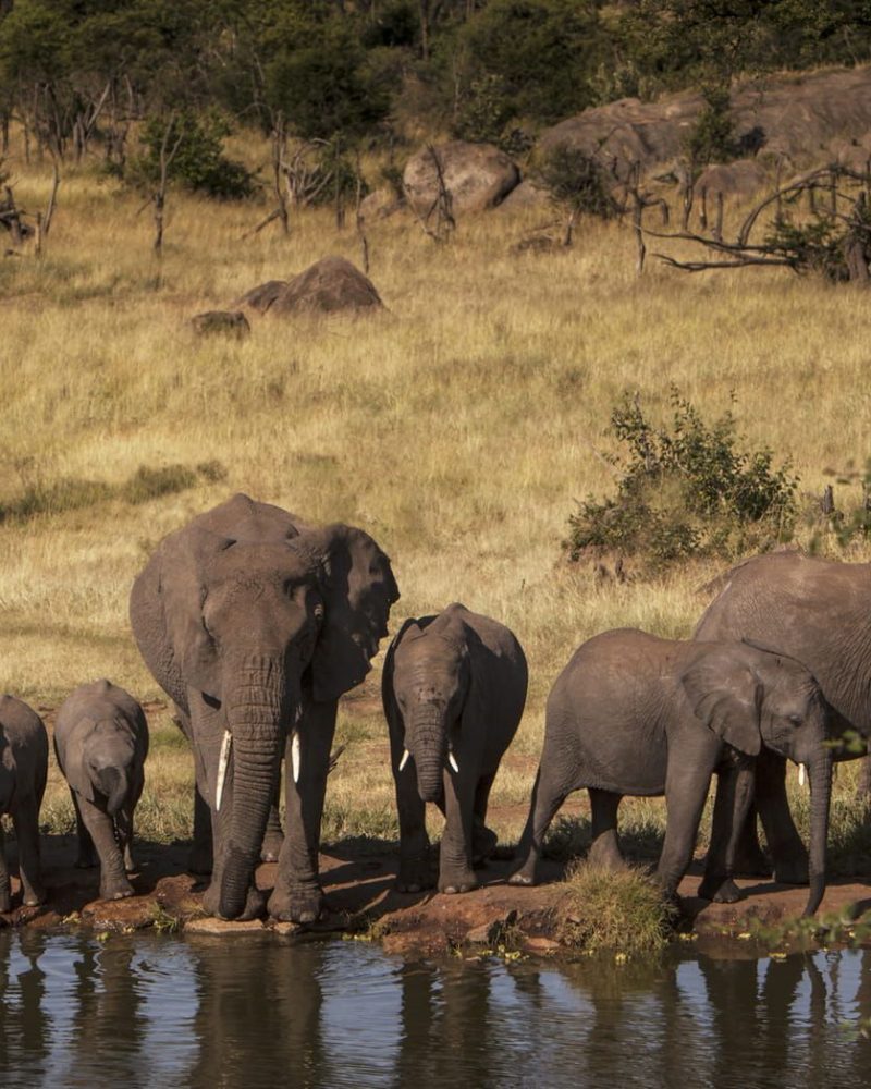 Elephant at Water Hole