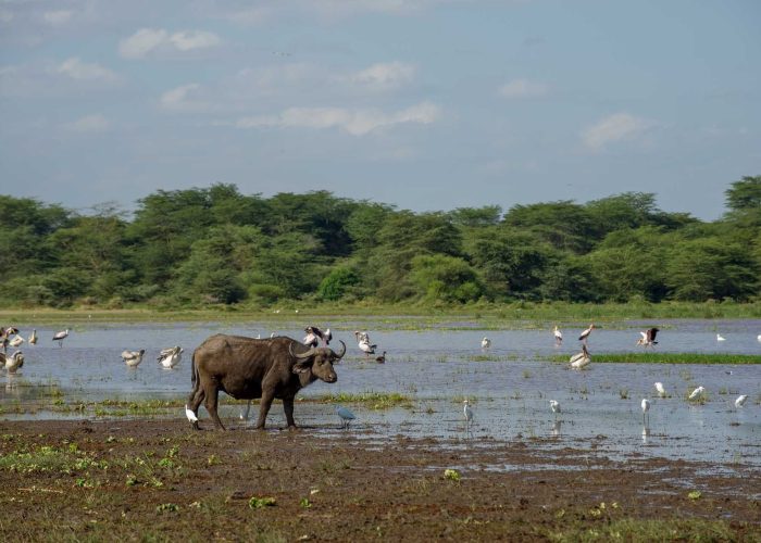 Le Lake Manyara Serena Lodge (10)