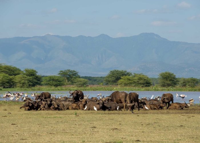 Le Lake Manyara Serena Lodge (9)