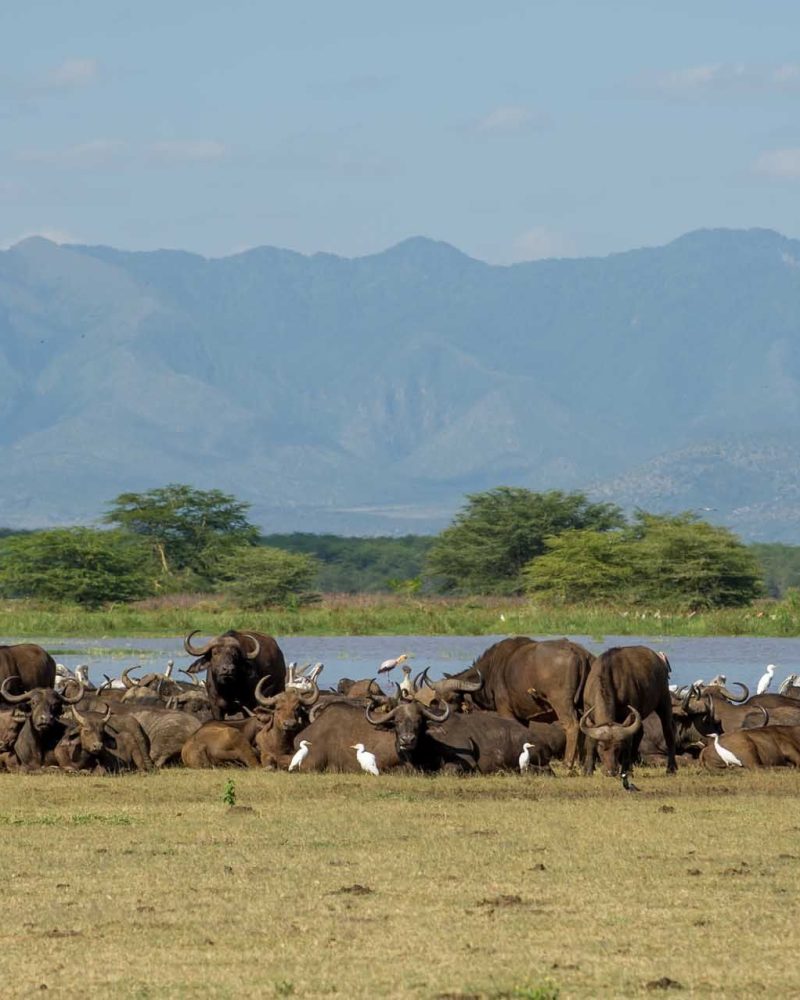 Le Lake Manyara Serena Lodge (9)