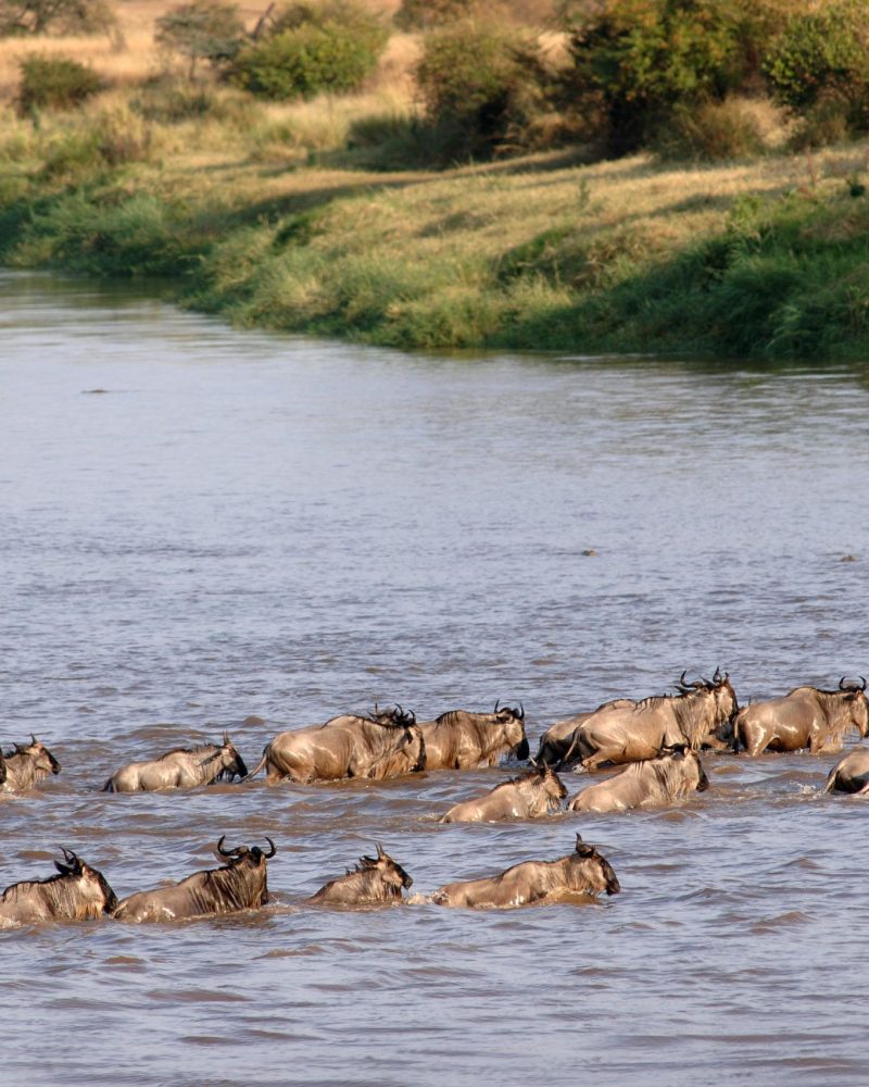 Mara Under Canvas North Serengeti