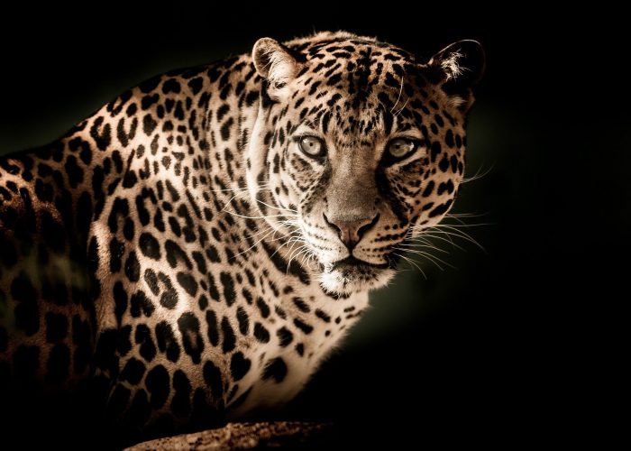 Léopard observé pendant un safari de nuit en Tanzanie