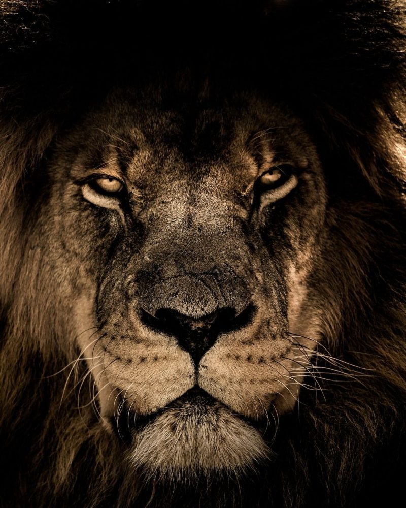 african-lion-2888519_1920