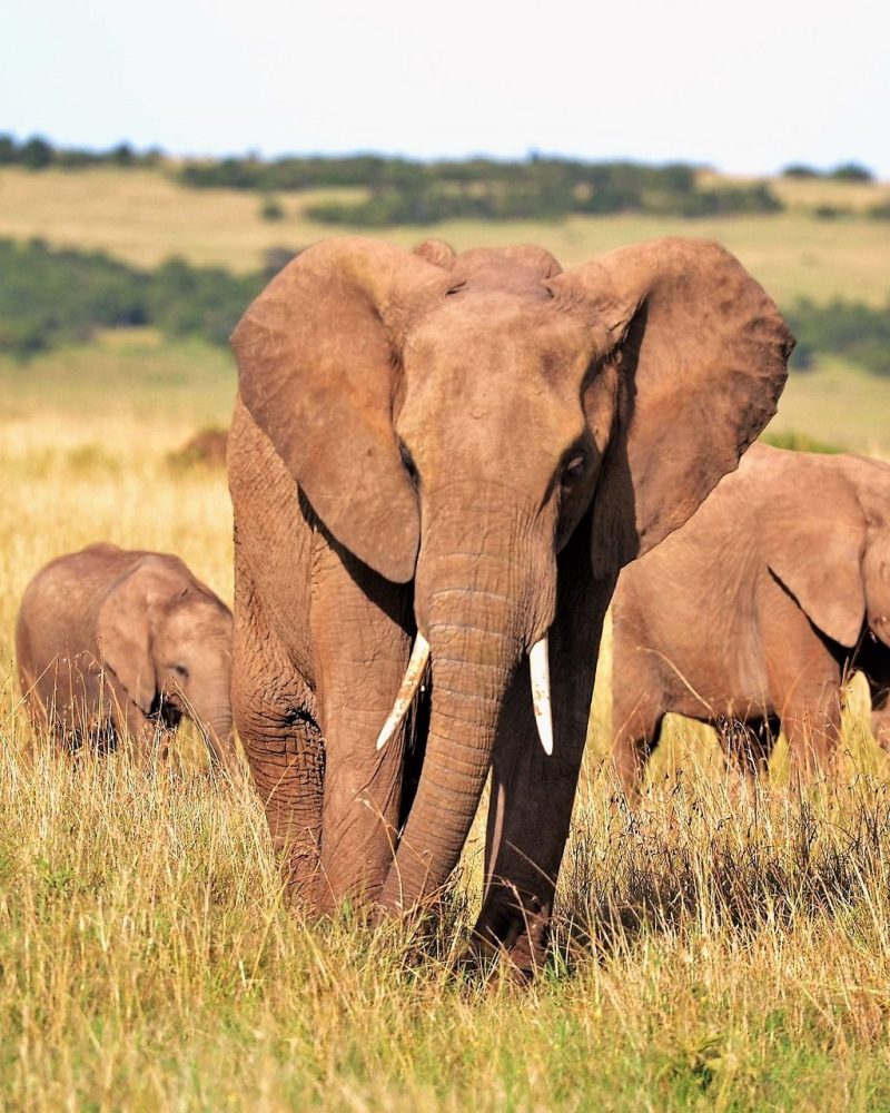 elephants-2178578_1920