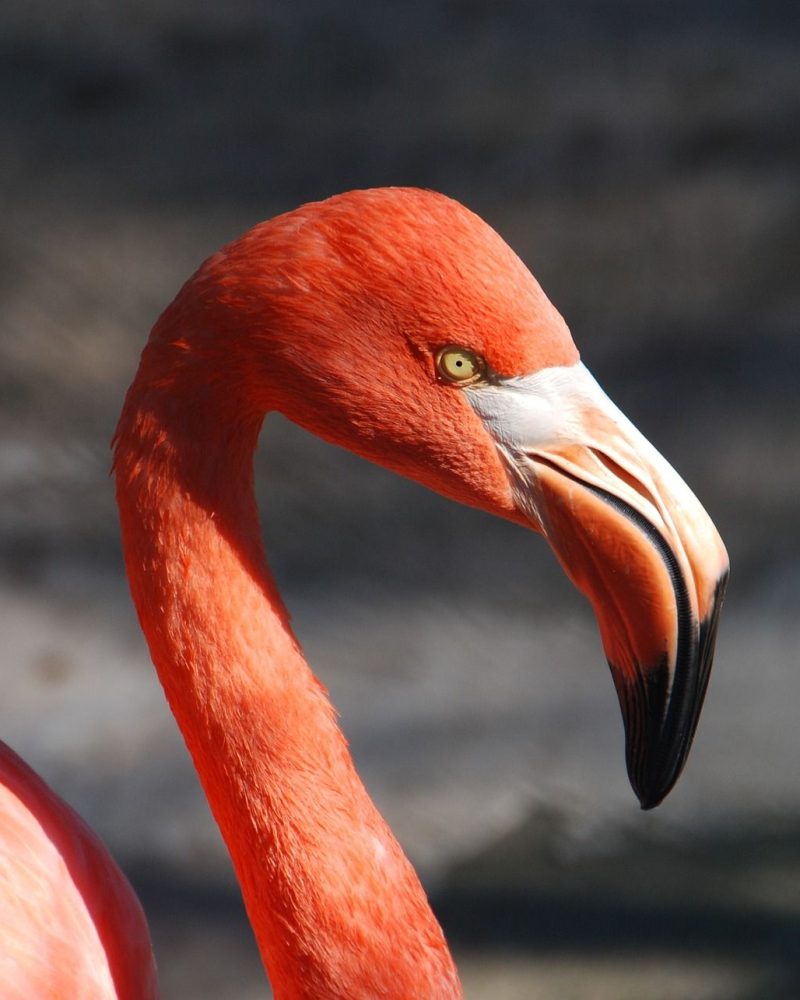 flamingo-92728_1920