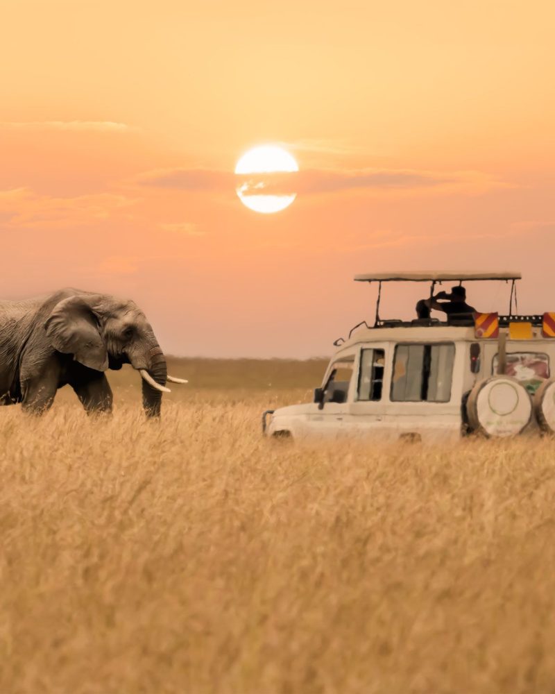 Lone African elephant walking with blurred foreground of savanna grassland and blurred tourist car stop by watching during sunset at Masai Mara National Reserve Kenya.