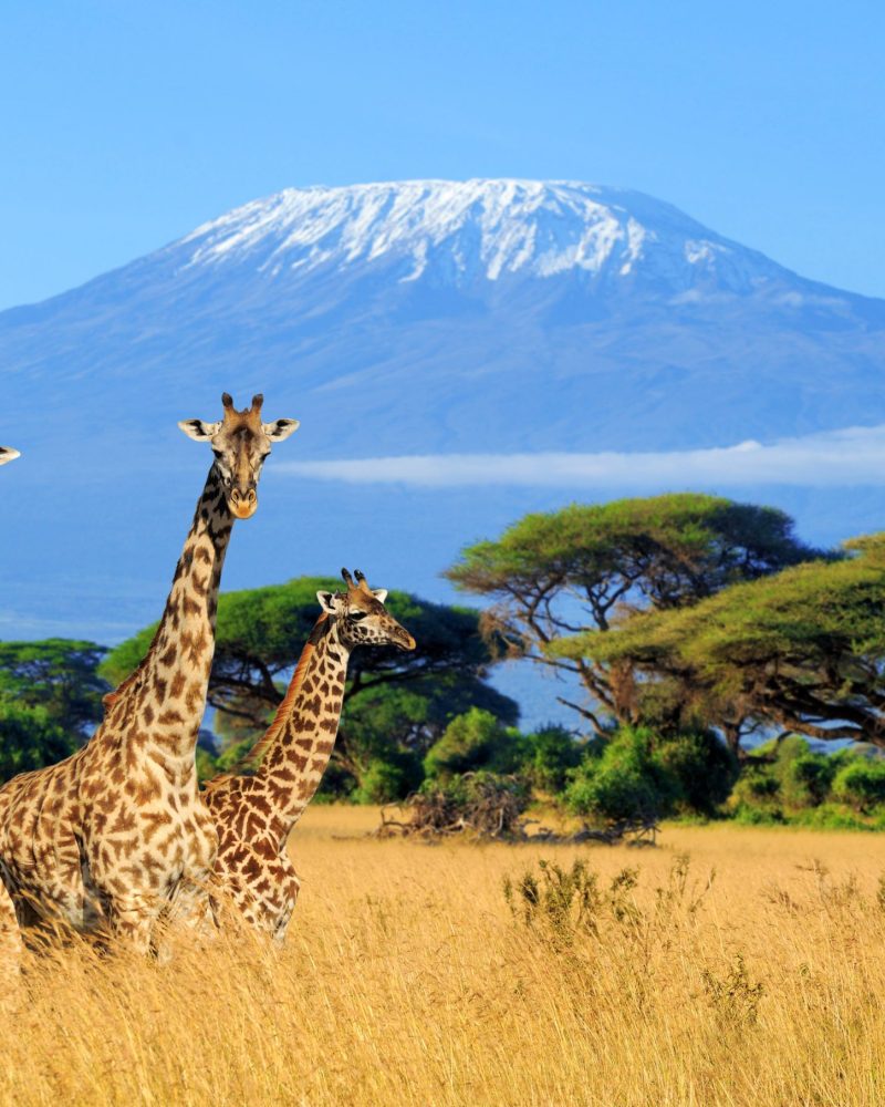 Girafes dans la savane avec le mont Kilimandjaro en arrière-plan