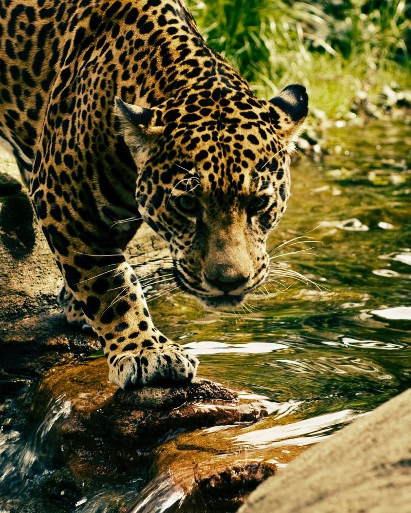 leopard-2578114_1920
