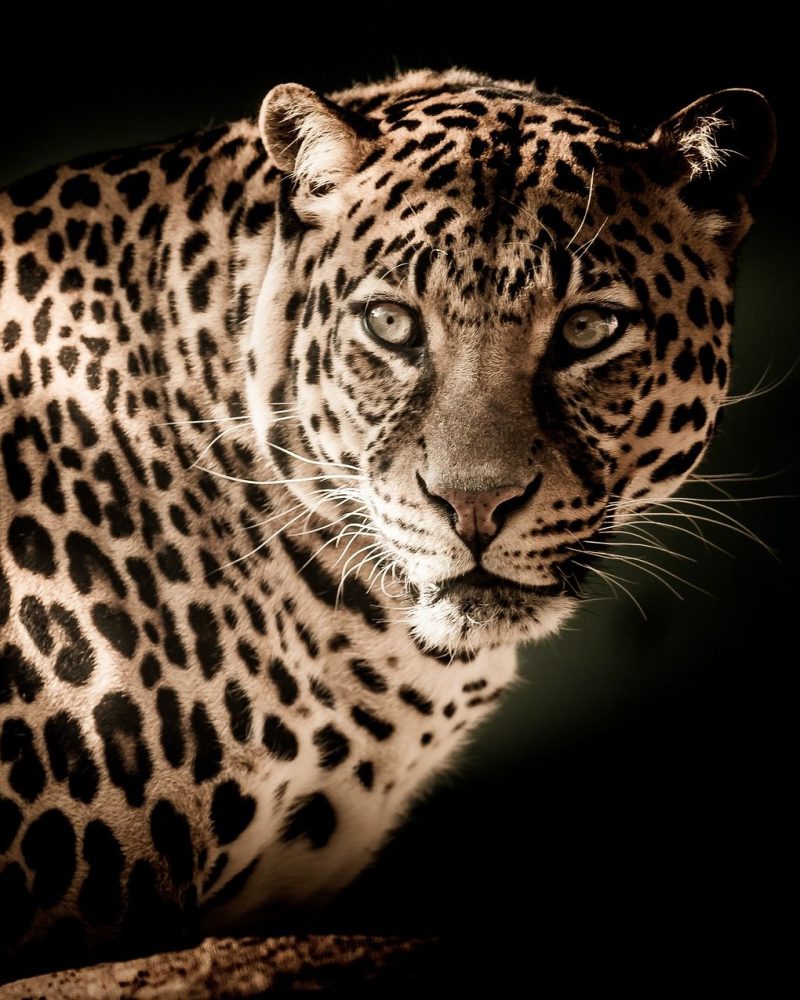 leopard-2895448_1920