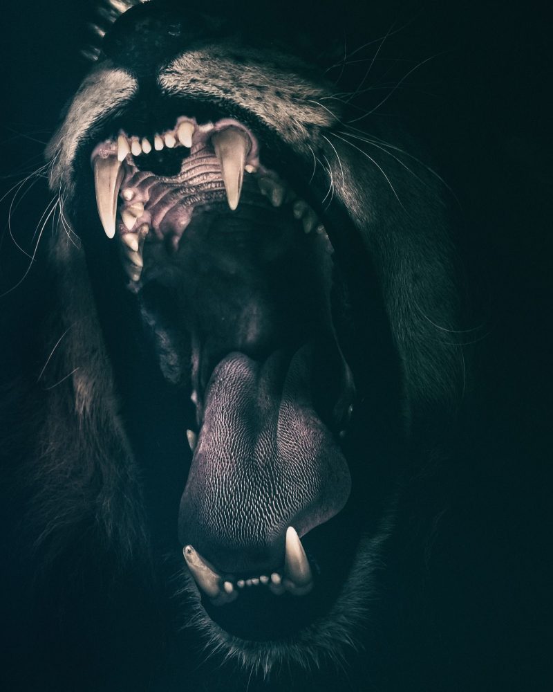 lion-2885618_1920