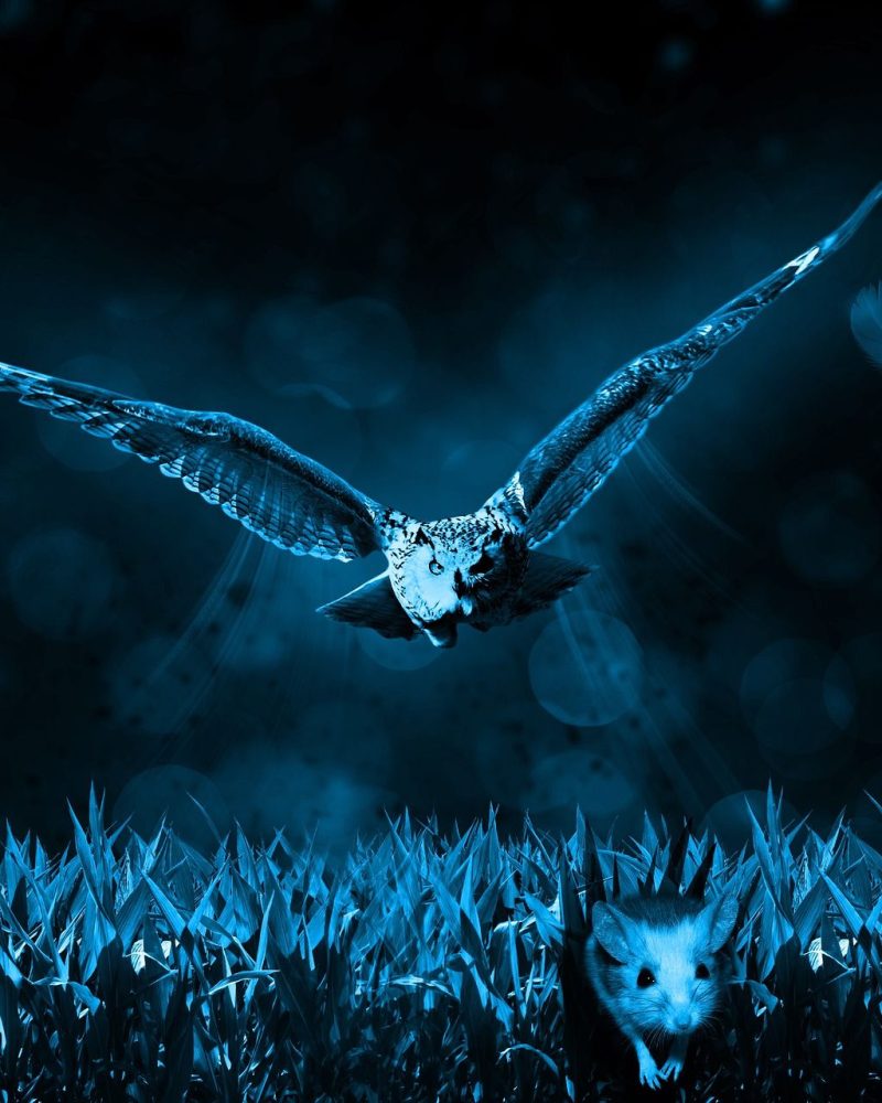 owl-517497_1920