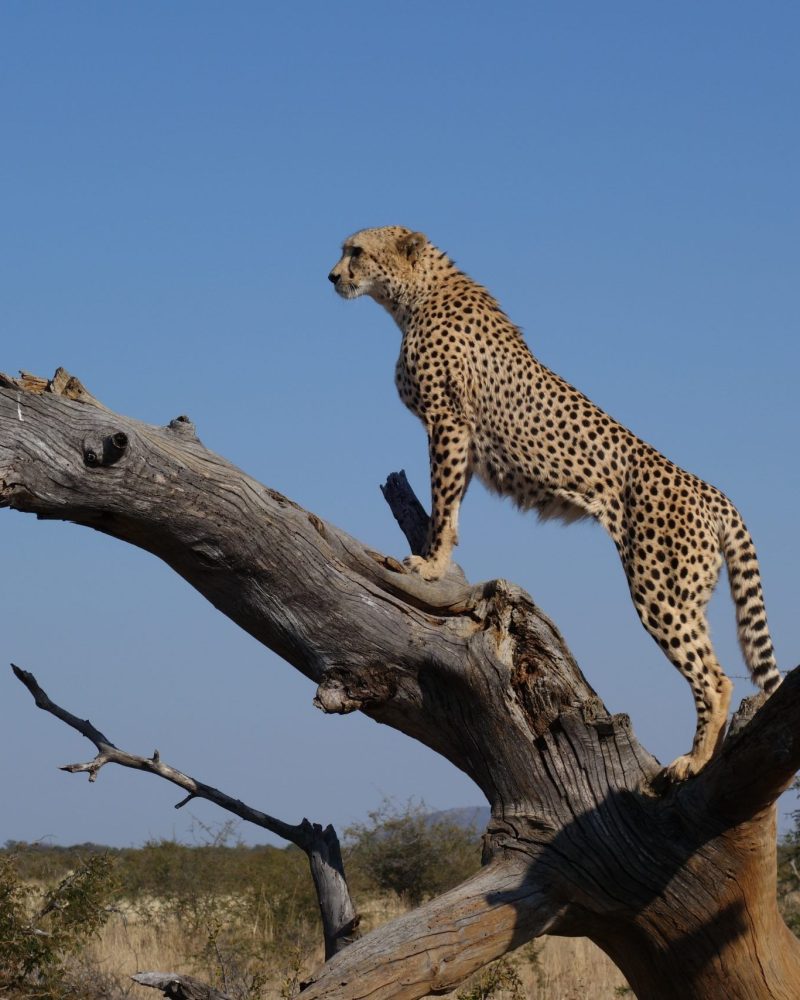 Girafe dans la savane tanzanienne au coucher du soleil – safari personnalisé avec guide local.