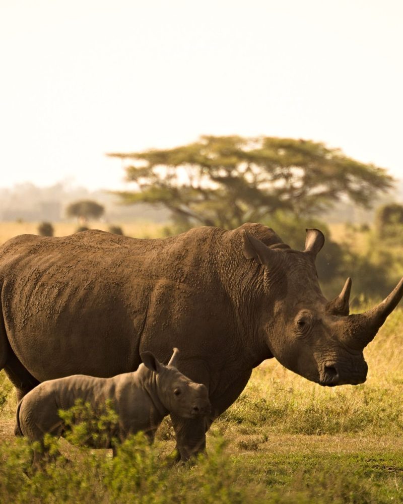 rhino-6065480_1920