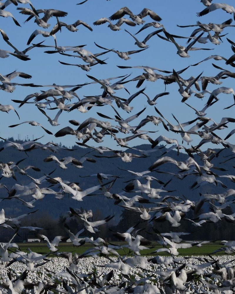 snow-geese-5828929_1920